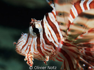 portrait of a lion fish by Olivier Notz 